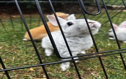 Lionhead rabbits for sale: Stunning Lionhead rabbits. 2 remaining - Image 13
