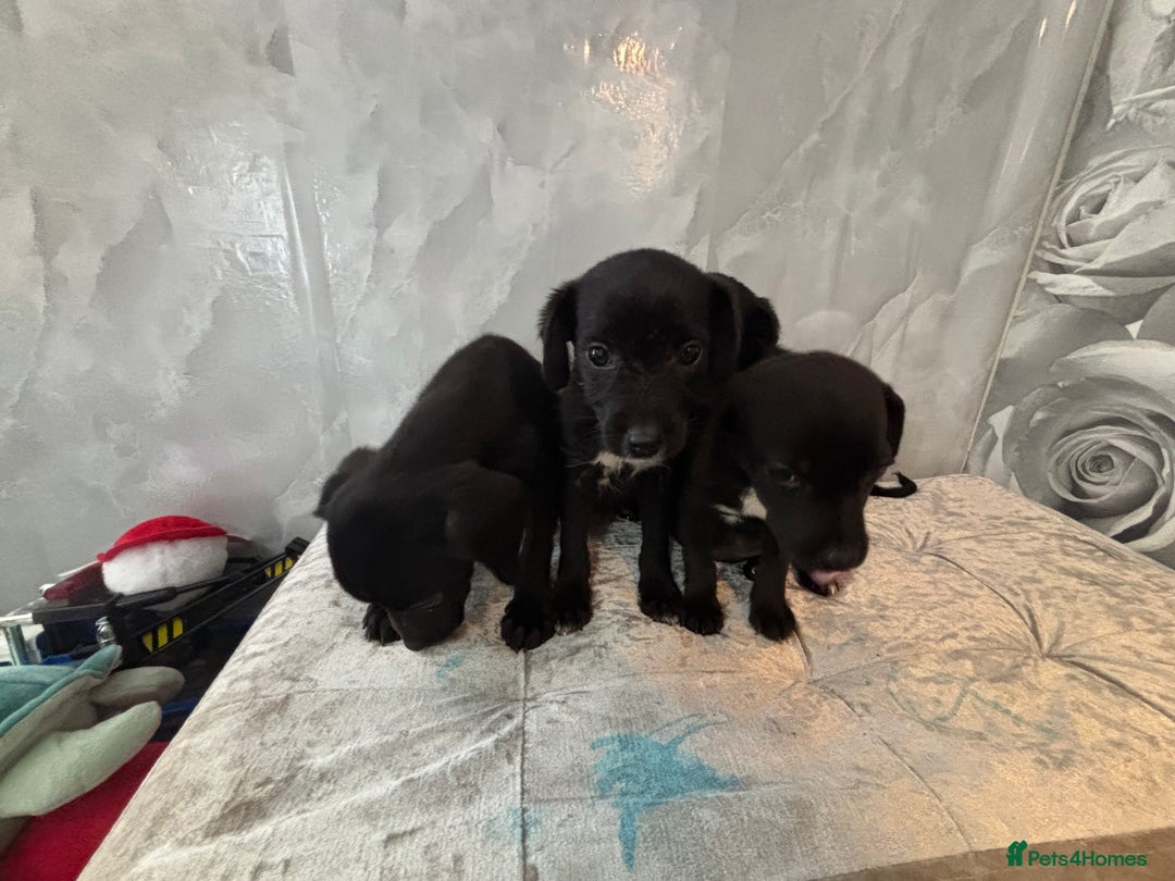 Patterjack dogs for sale: 4 lovely patterjacks  - Image 8