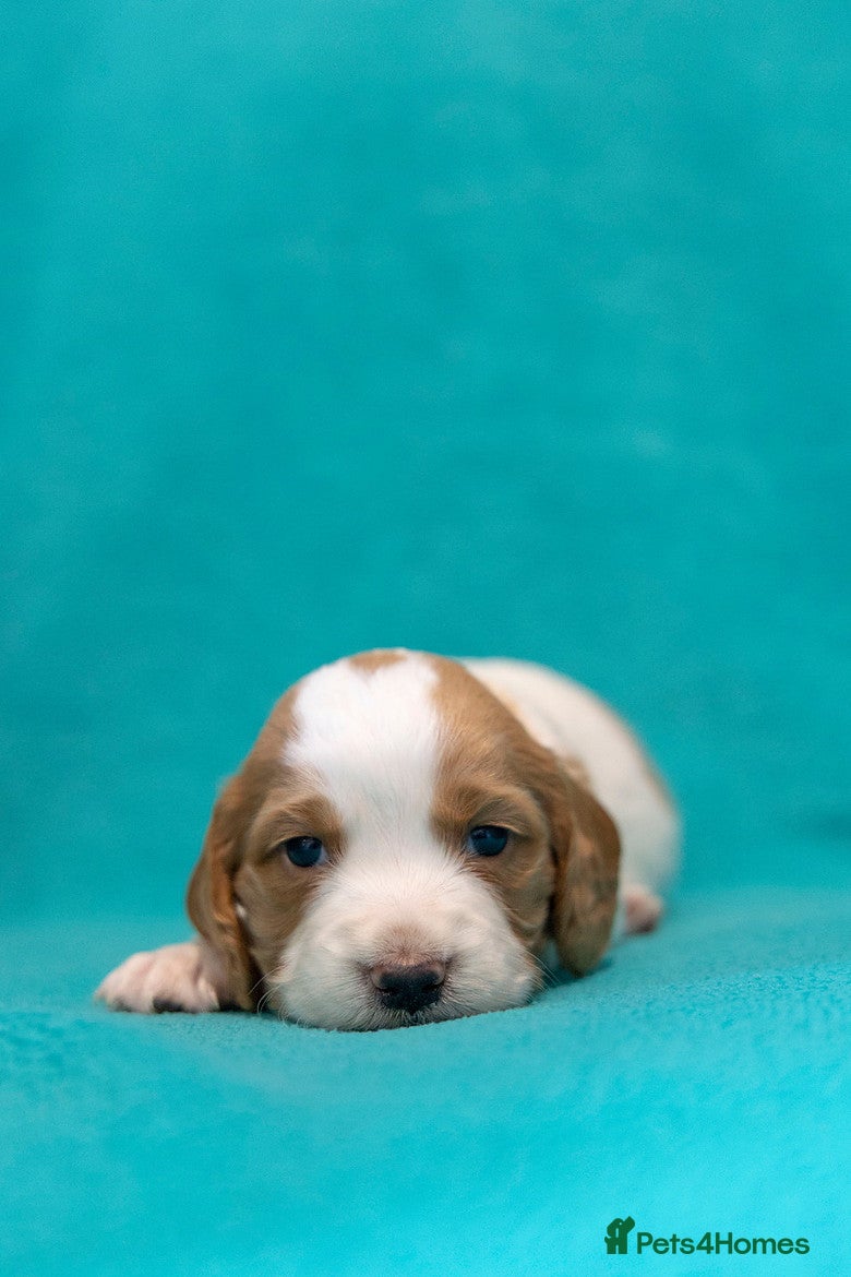 Cocker Spaniel dogs Beautiful KC Registered Cocker Spaniel Puppies  - Advert 2