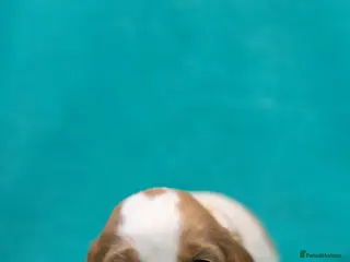 Cocker Spaniel dogs Beautiful KC Registered Cocker Spaniel Puppies - Advert 2