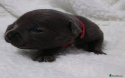Staffordshire Bull Terrier dogs for sale:  Blue Staffy puppies for sale KC REGISTERED  - Image 27