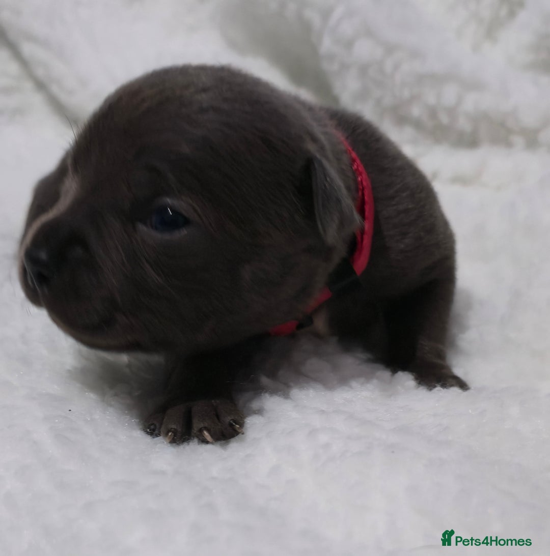 Staffordshire Bull Terrier dogs for sale:  Blue Staffy puppies for sale KC REGISTERED  - Image 27