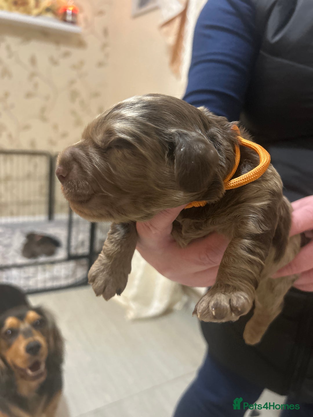 Cockapoo dogs for sale: Cockerpoo puppies  - Image 3
