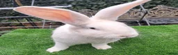 Continental Giant rabbits for sale: PURE Continental Giants - White Eared - Vaccinated - Advert 11