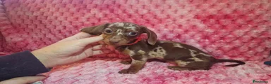 Miniature Dachshund 3