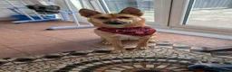 Mixed Breed dogs for stud: Belgian malinois X shep in Glasgow - Advert 7