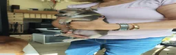 Chihuahua dogs for sale: 🐾4 Adorable Chihuahua Puppies Need Loving Homes🐾 - Advert 13