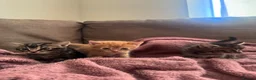 Mixed Breed cats for sale: beautiful kittens  in Doncaster - Advert 3