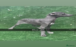Whippet dogs for sale: Top quality whippet puppies - Image 4
