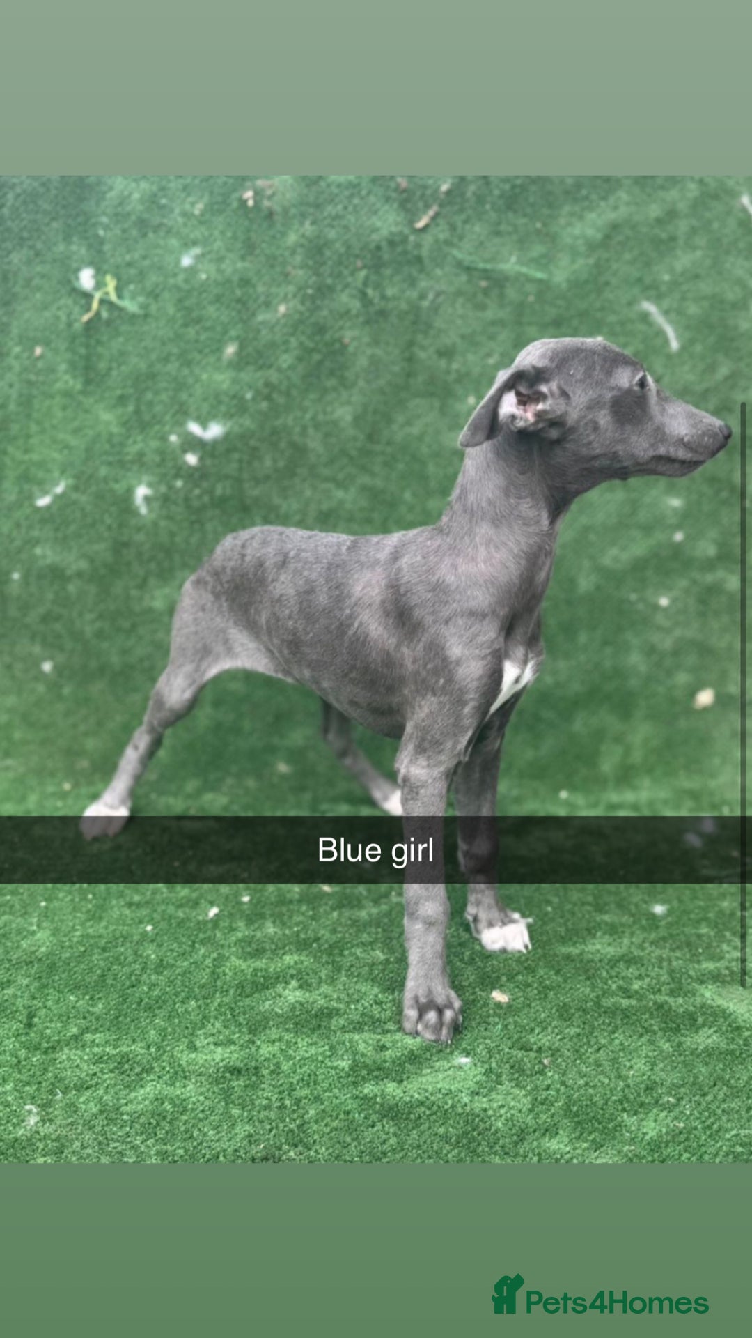 Whippet dogs for sale: Top quality whippet puppies - Image 4