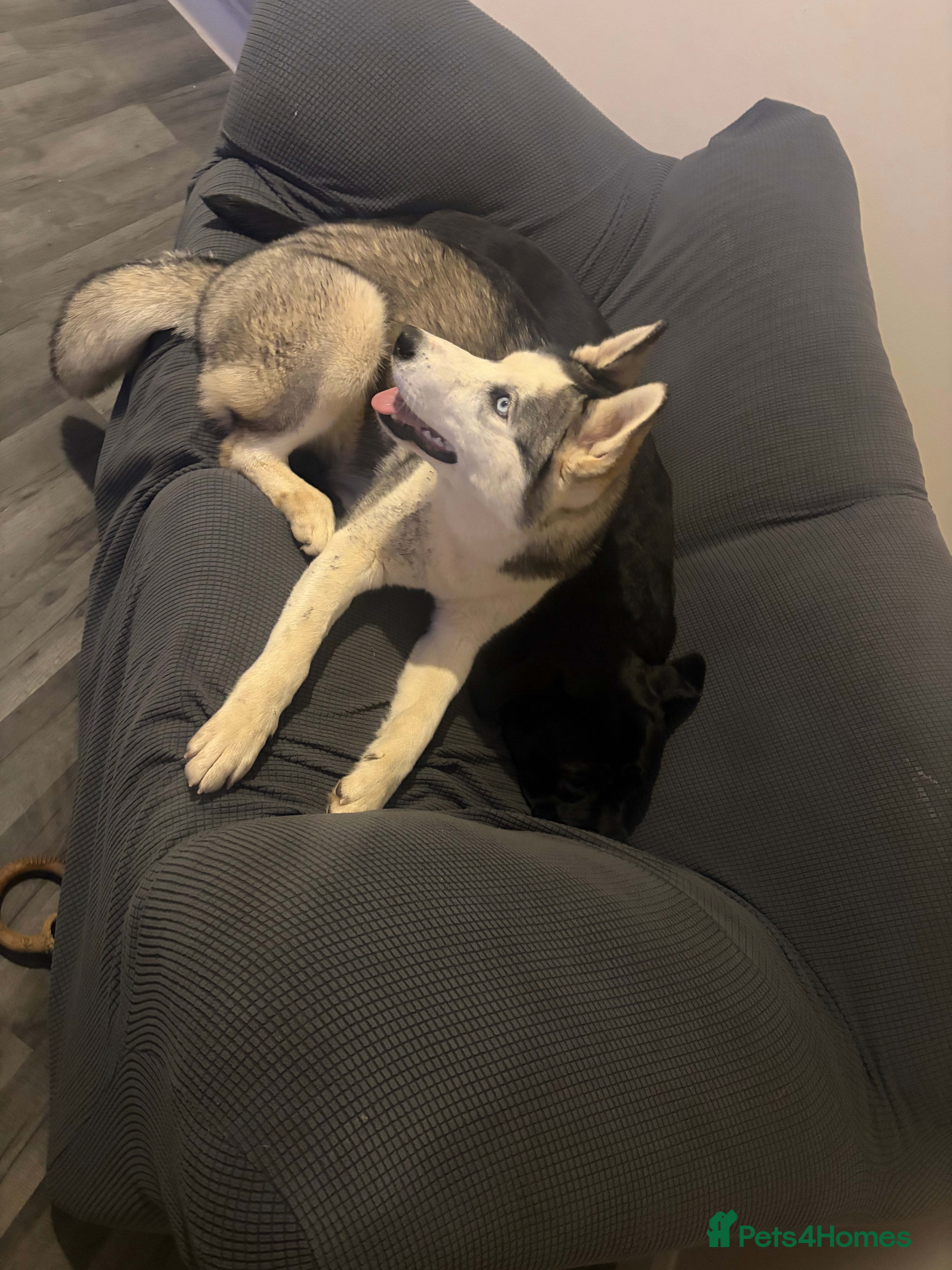 Siberian Husky dogs Husky  in Leicester - Advert 18