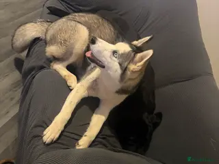 Siberian Husky dogs Husky in Leicester - Advert 5