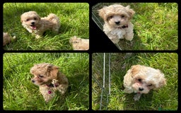 Maltipoo dogs for sale: F1 tiny Maltipoo’s  - Image 6