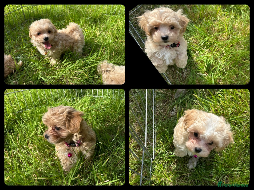 Maltipoo dogs for sale: F1 tiny Maltipoo’s  - Image 6