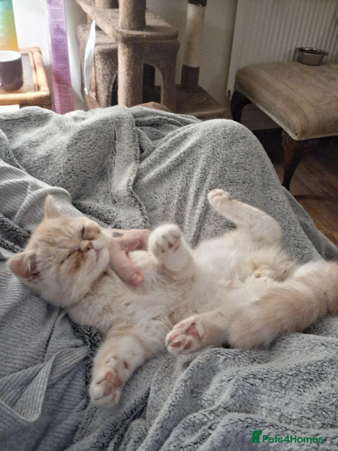 Exotic cats for sale: Gorgeous cream exotic shorthair  - Advert 1