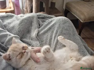 Exotic cats Pure intact exotic boy. - Advert 12