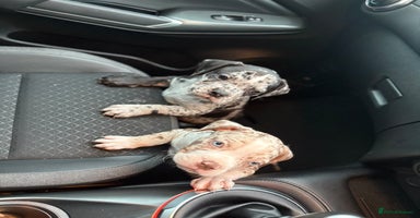 Alapaha Blue Blood Bulldog dogs - Advert 13