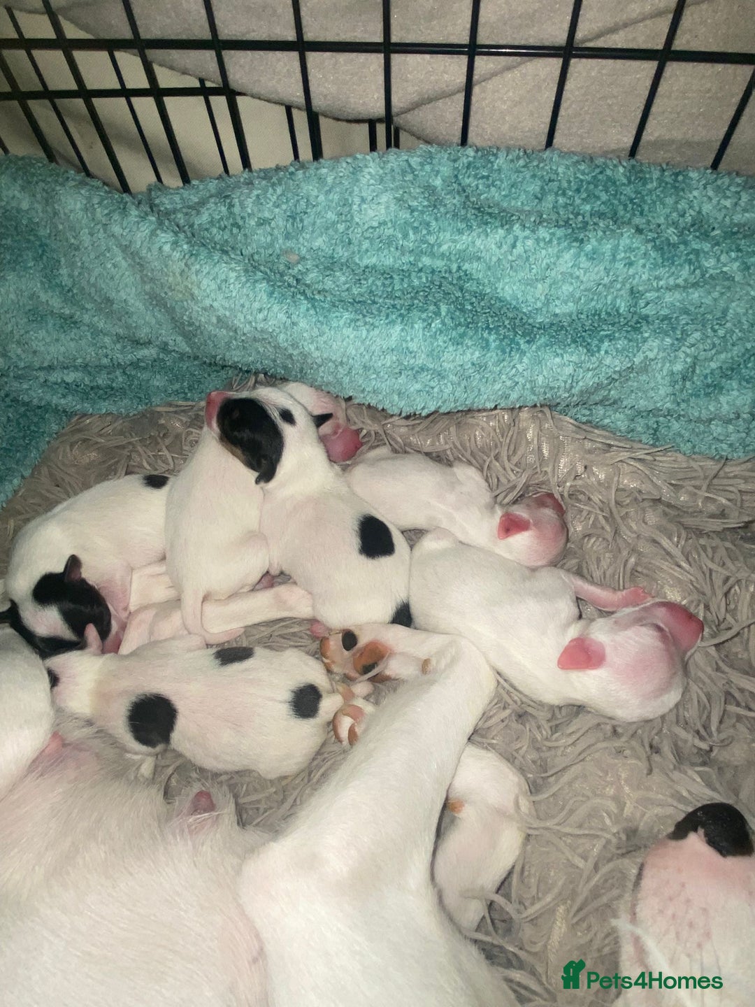 Jack Russell dogs for sale: Puppy jack Russell’s - Image 3