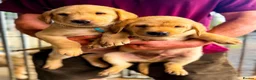 Labrador Retriever dogs for sale: KC Registered Labrador pups  - Advert 8