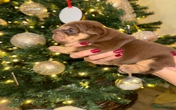 English Bulldog dogs for sale: English Bulldog Puppies Looking for Loving Homes🐶 - Image 13