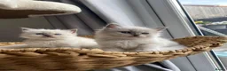 Ragdoll cats for sale: Beautiful Ragdolls😻 READY IN 2 WEEKS 😻 - Advert 19