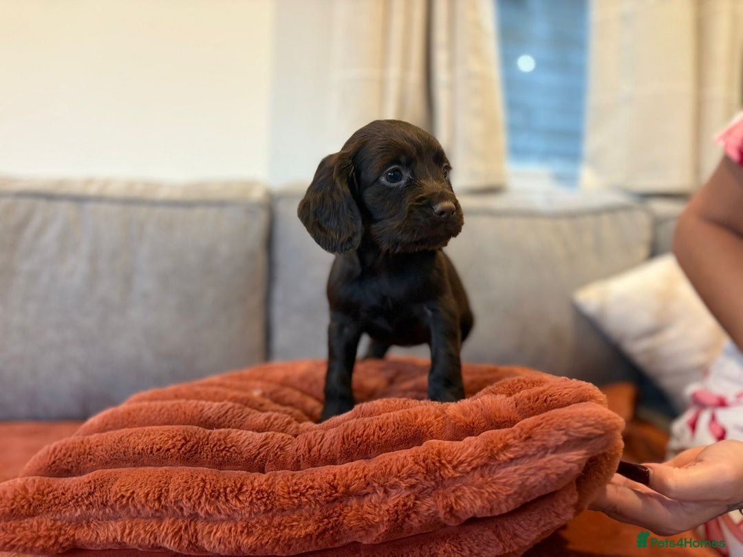Cocker Spaniel dogs for sale: Cocker spaniel puppies ready to go now MERLE - Image 17