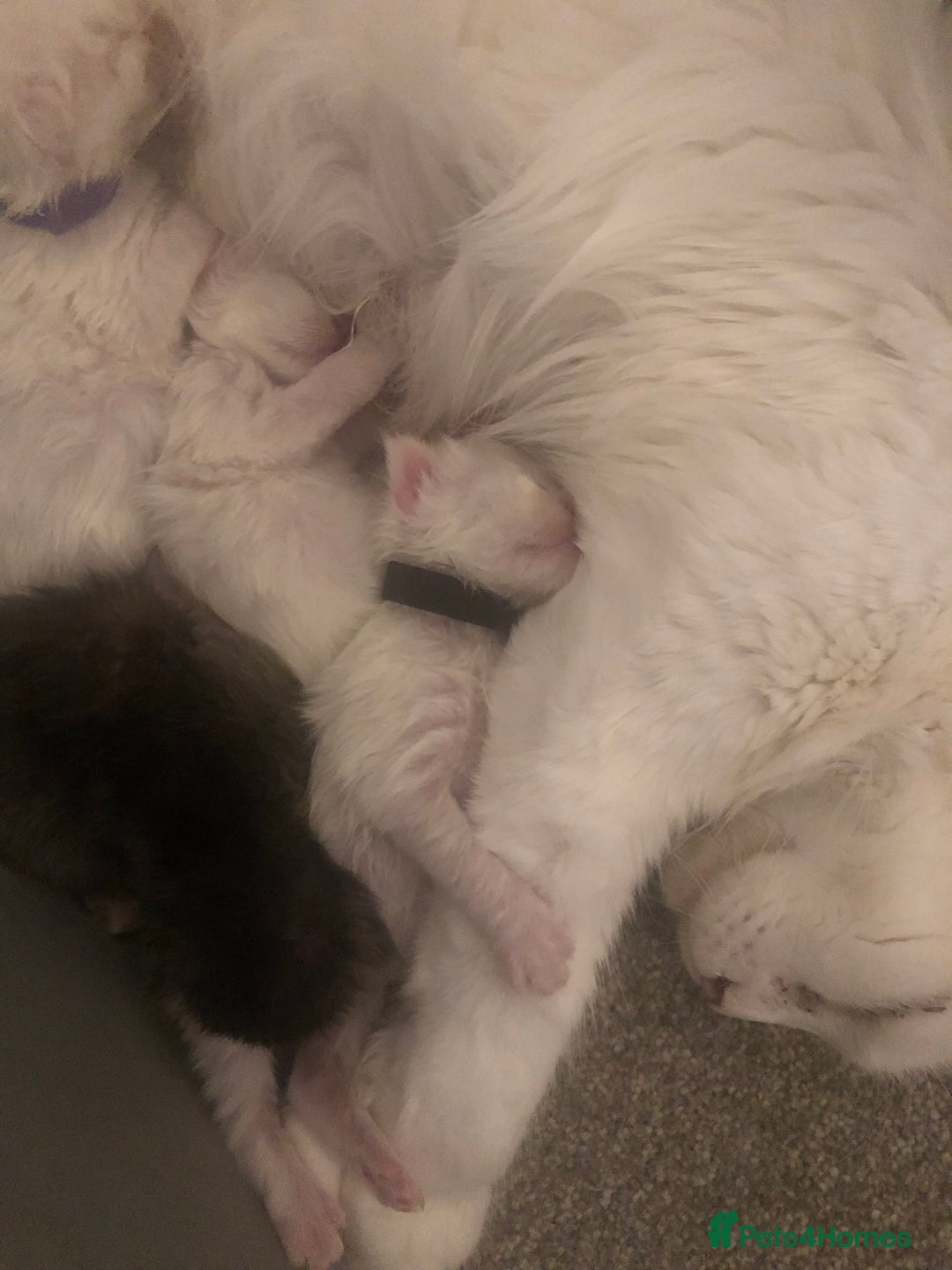 Maine Coon cats for sale: Beautiful GCCF Maine Coons  - Advert 2