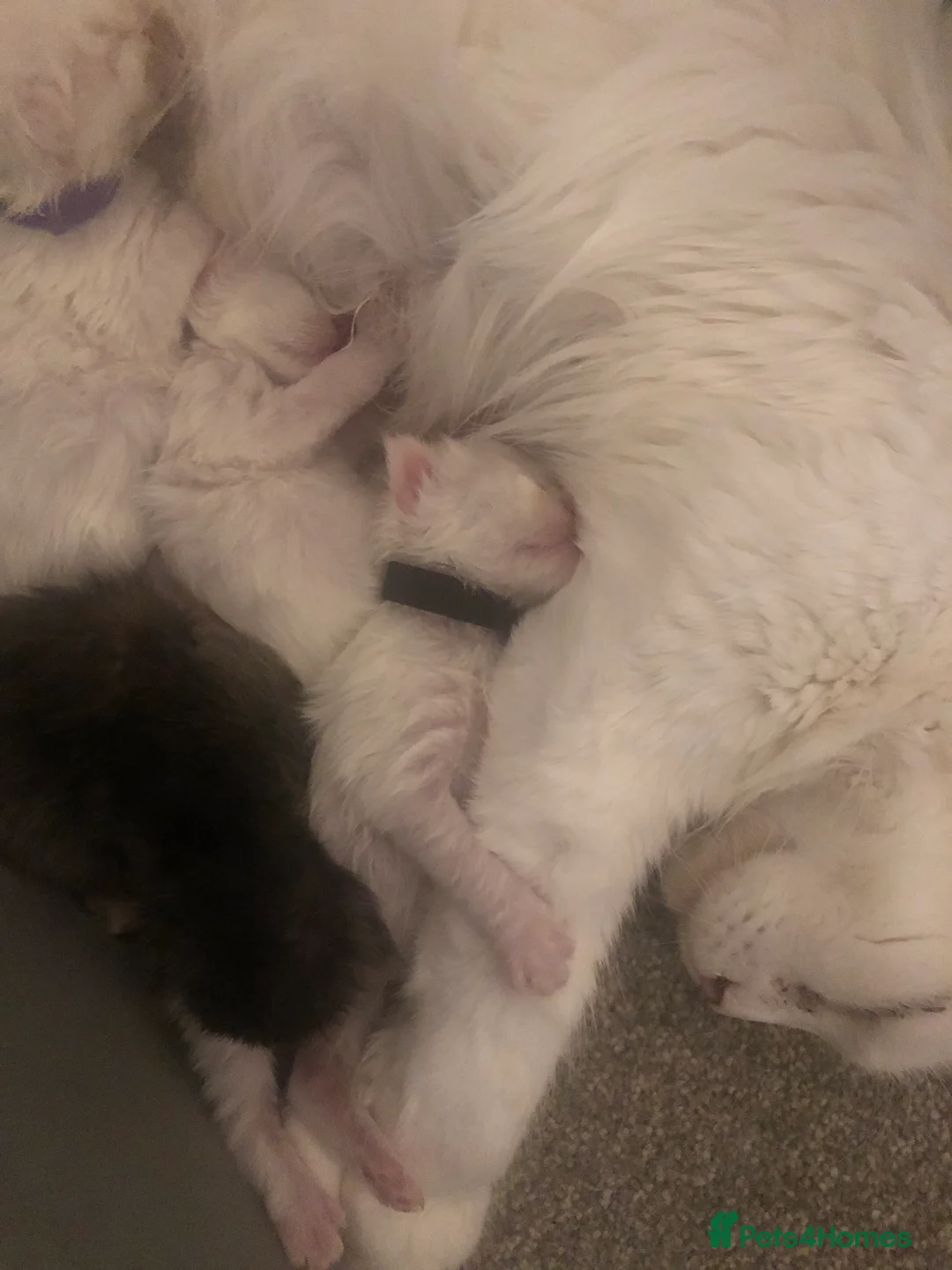 Maine Coon cats for sale: Beautiful GCCF Maine Coons  - Advert 6