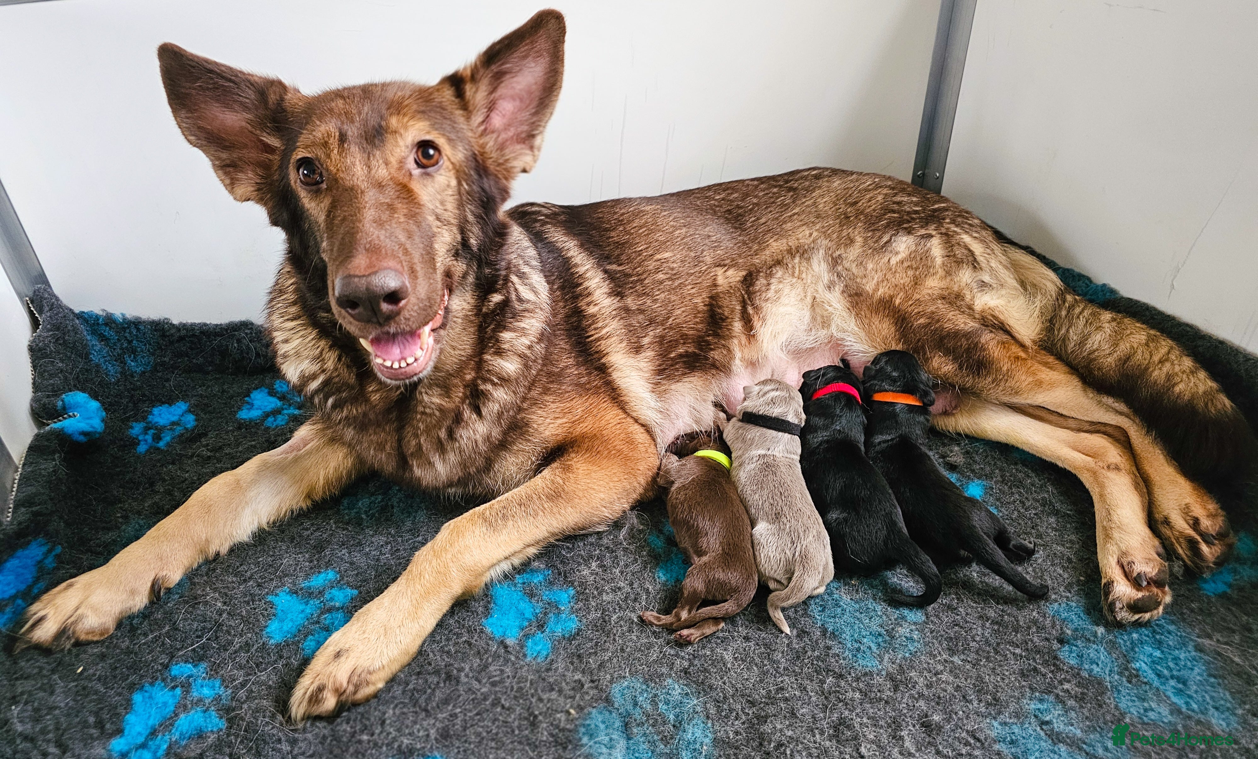 German Shepherd dogs ✴️Health tested parents KC straight back GSP&#x27;s✴️ - Advert 16