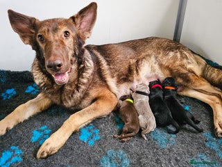 German Shepherd dogs ✴️Health tested parents KC straight back GSP's✴️ - Advert 1