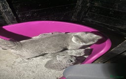 British Shorthair cats for sale: Beautiful British short hair kittens  - Image 15
