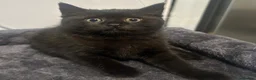 British Shorthair cats for sale: 🐾British short hair girl 🐾 - Advert 7