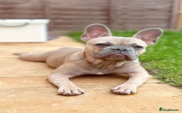 French Bulldog dogs for sale: French Bulldog Pups for sale - Image 14