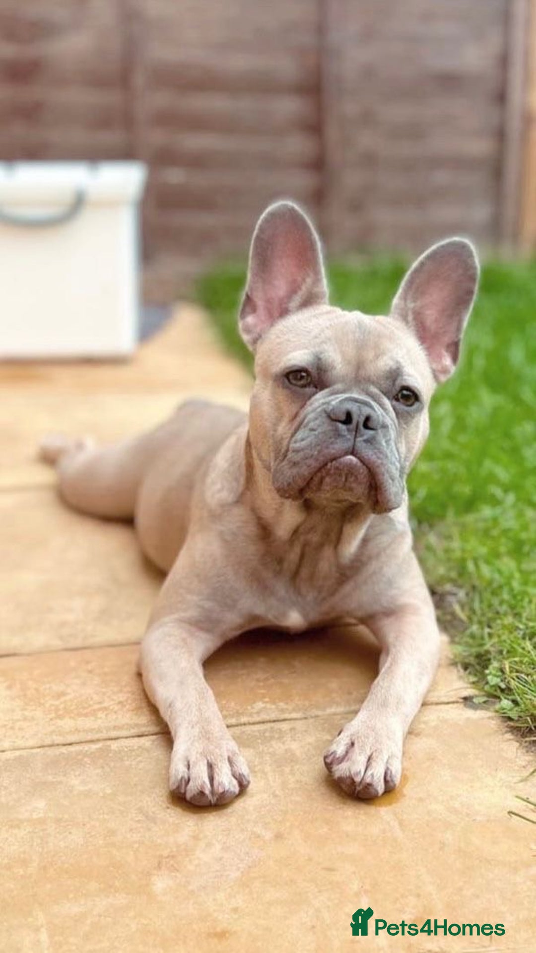 French Bulldog dogs for sale: French Bulldog Pups for sale - Image 14
