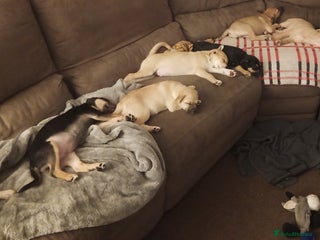 Mixed Breed dogs Pug X Collie pups (Pugollies) 3 Boys 2 Girls - Advert 16