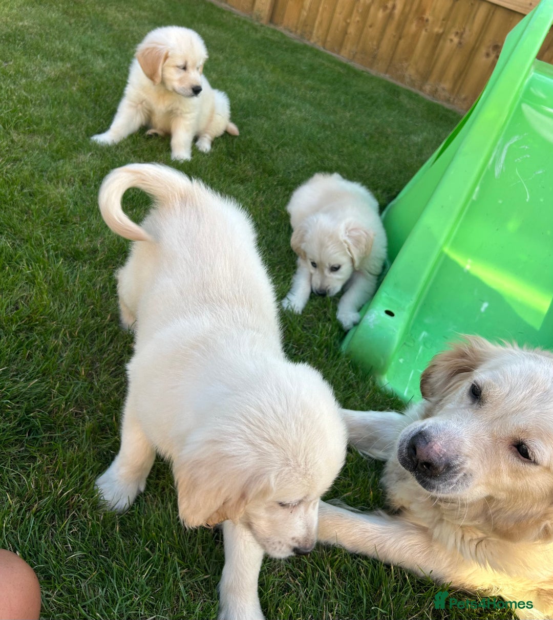 Golden Retriever dogs for sale: Golden retriever puppies  - Image 9