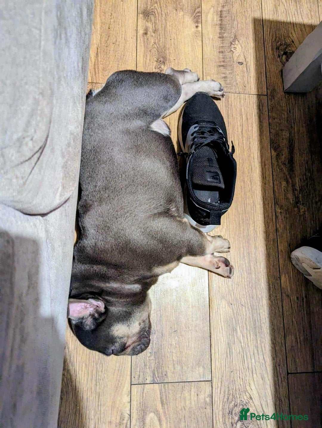 French Bulldog dogs for stud: Smallest proven micro stud in the uk - Advert 3