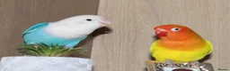 Lovebirds birds for sale: Beautiful Bonded Pair 💙💛 Lovebirds - Advert 14