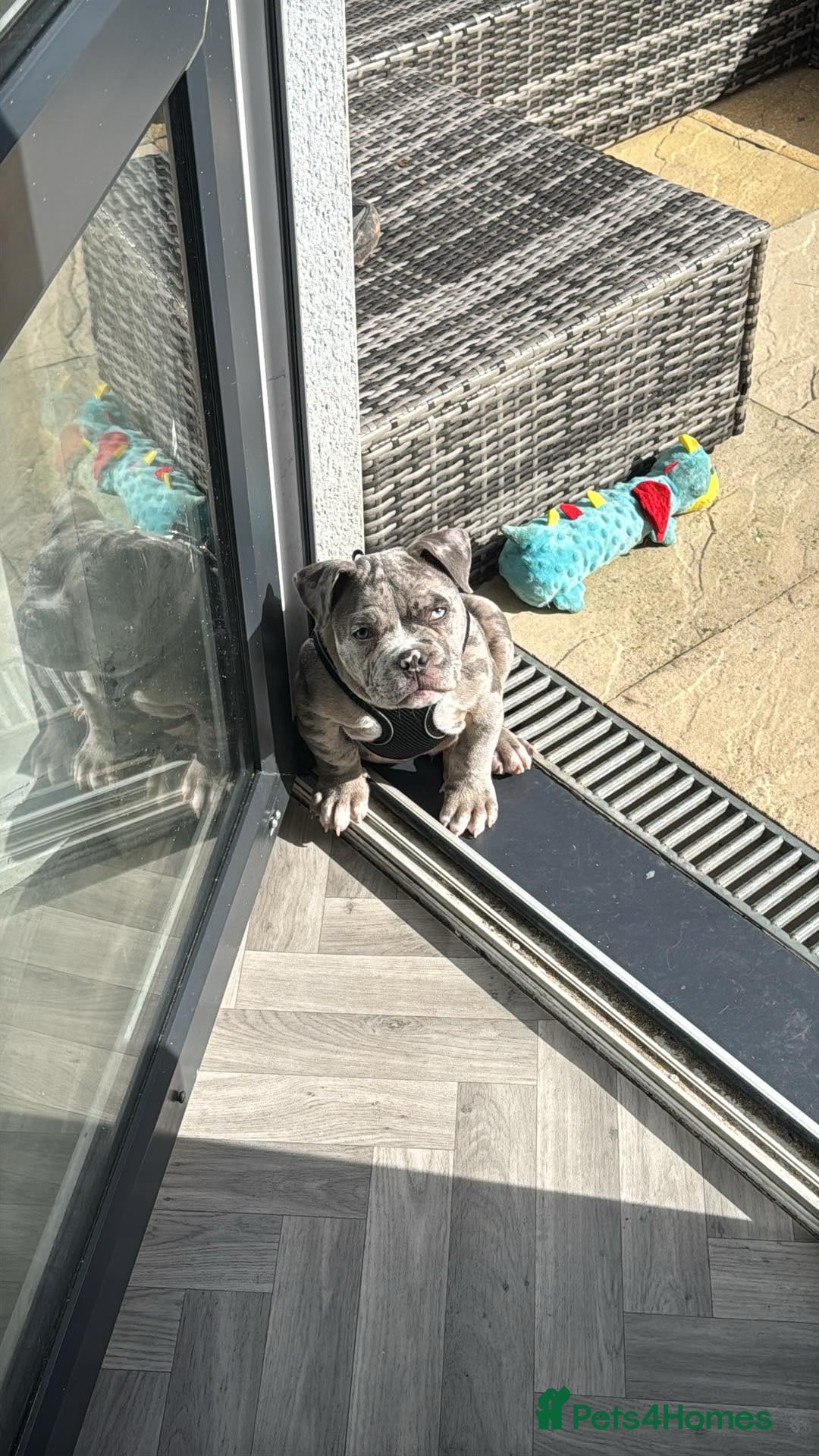 American Bully dogs for sale: Pocket bullly , 9 months  - Image 3
