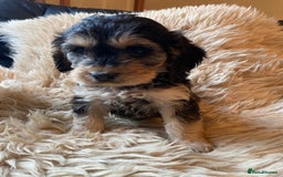 Cockapoo dogs for sale: F1 SABLE COCKAPOOS. - Image 4