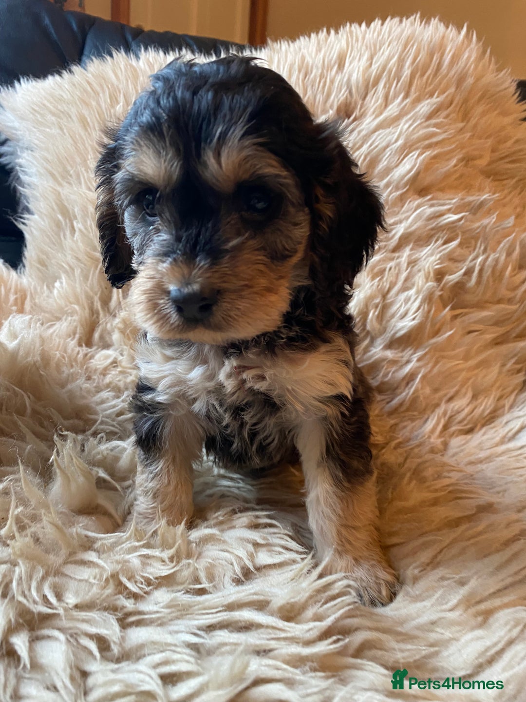 Cockapoo dogs for sale: F1 SABLE COCKAPOOS. - Image 4