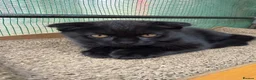 Scottish Fold cats for sale: Scotish fold  - Advert 5
