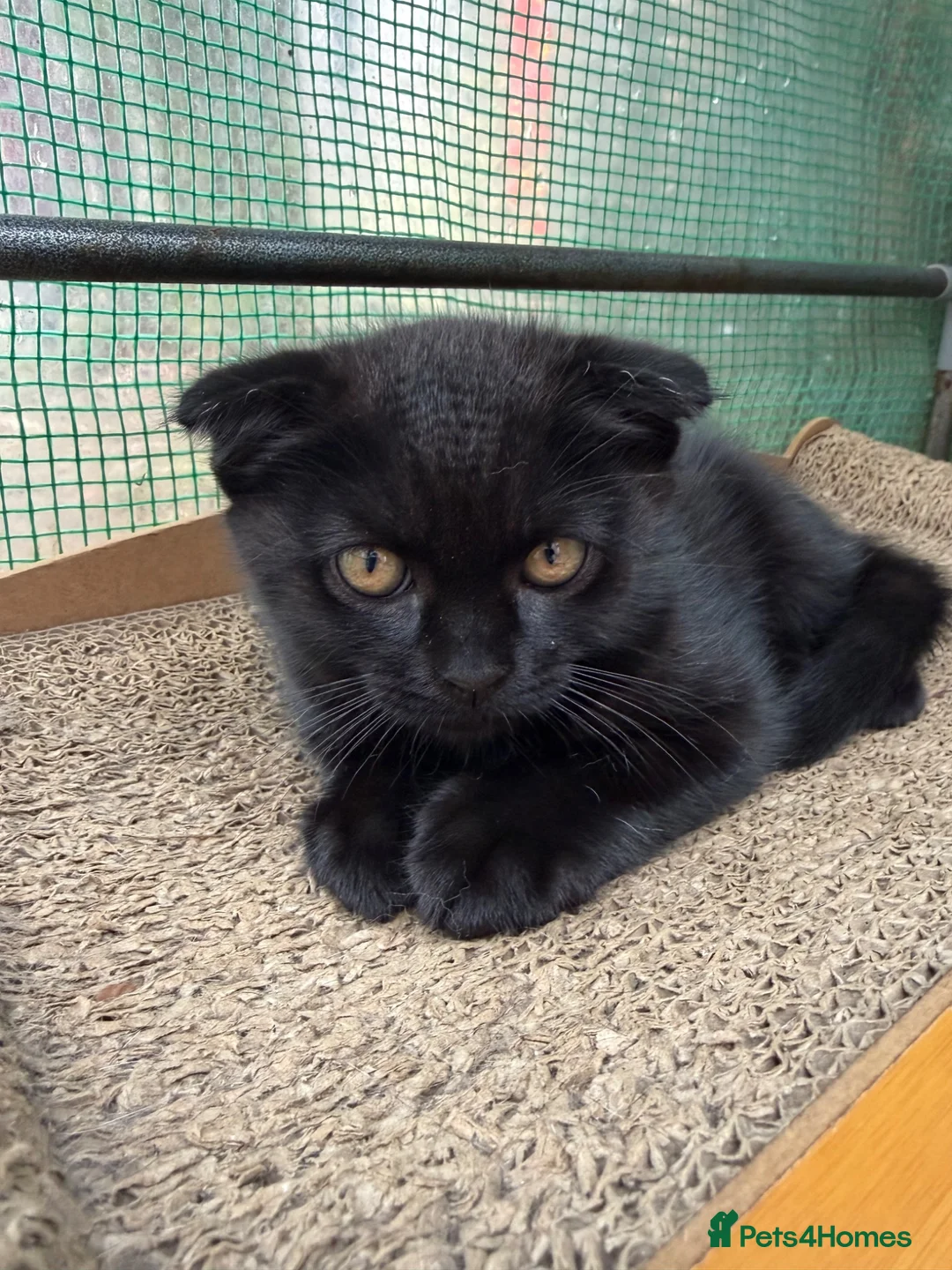 Scottish Fold cats for sale: Scotish fold  - Advert 5