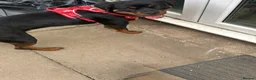 Rottweiler dogs for sale: Rottweiler pup - Advert 3