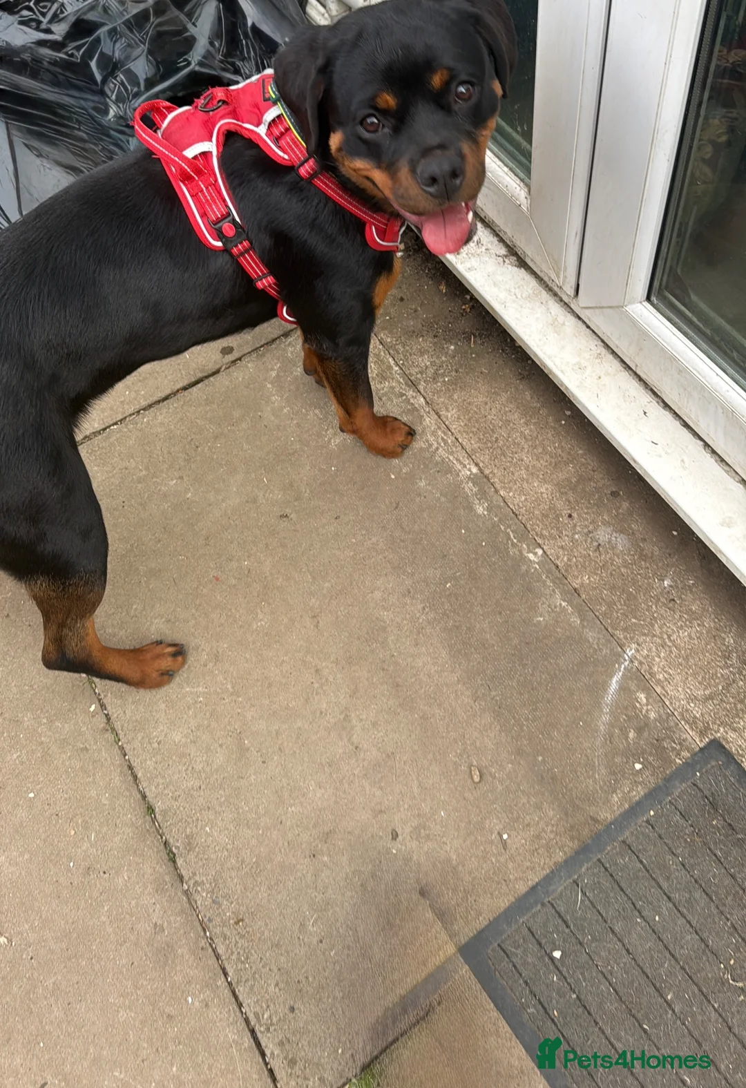 Rottweiler dogs for sale: Rottweiler pup - Advert 3