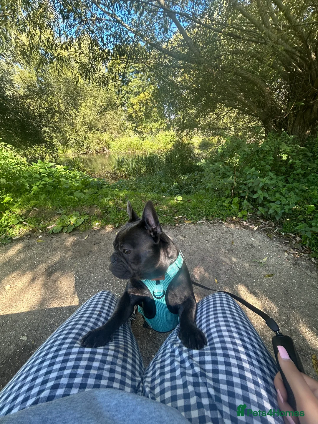 French Bulldog dogs for stud: Blue French Bulldog Stud Available – Aki 🐶💙 - Advert 8