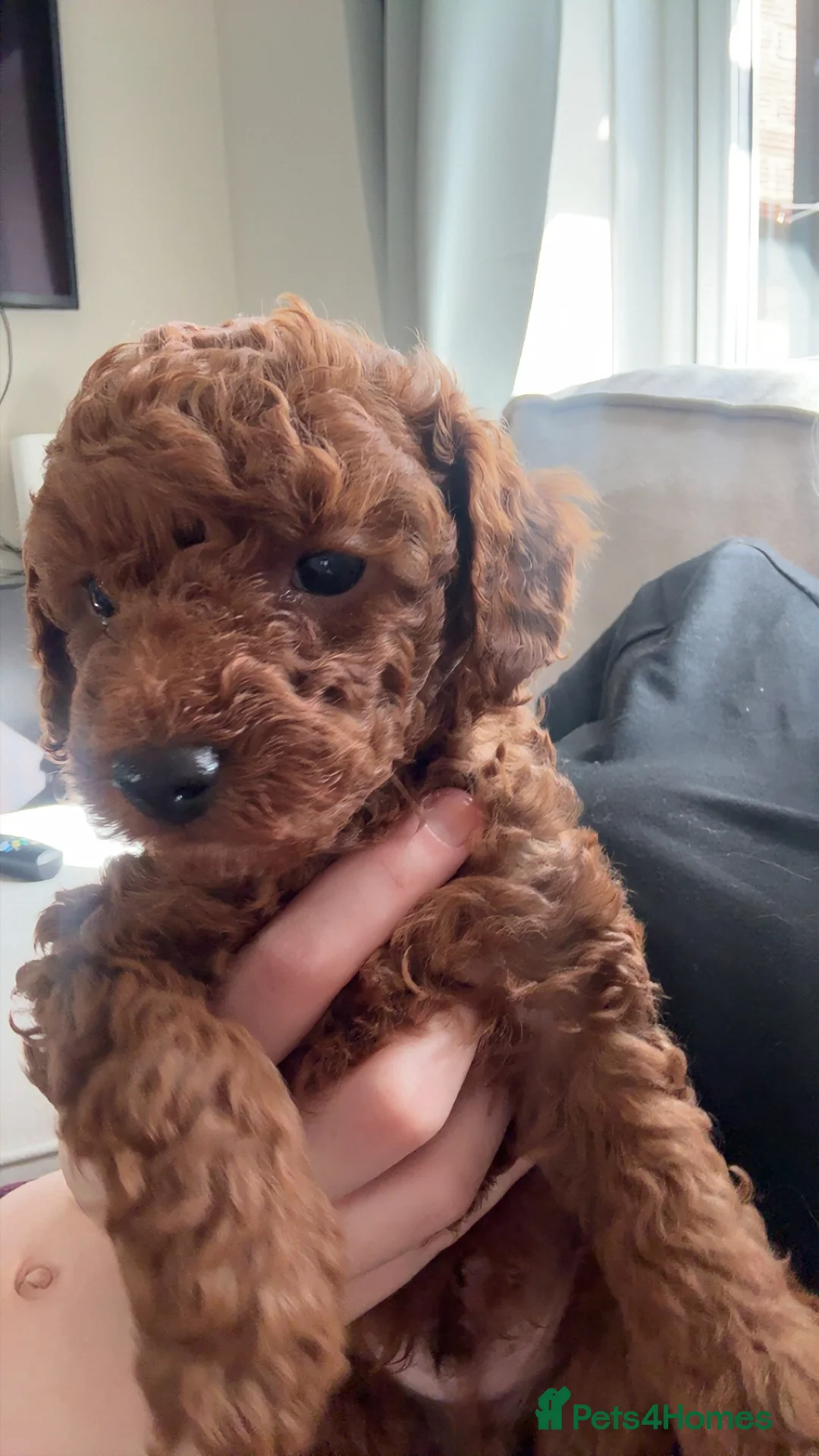 Toy Poodle dogs for sale: Kc registered Toy poodles - Advert 5