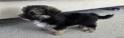 Mixed Breed dogs for sale: Beautiful Shorkie-Poo / Pom-Poo Puppies - Advert 5