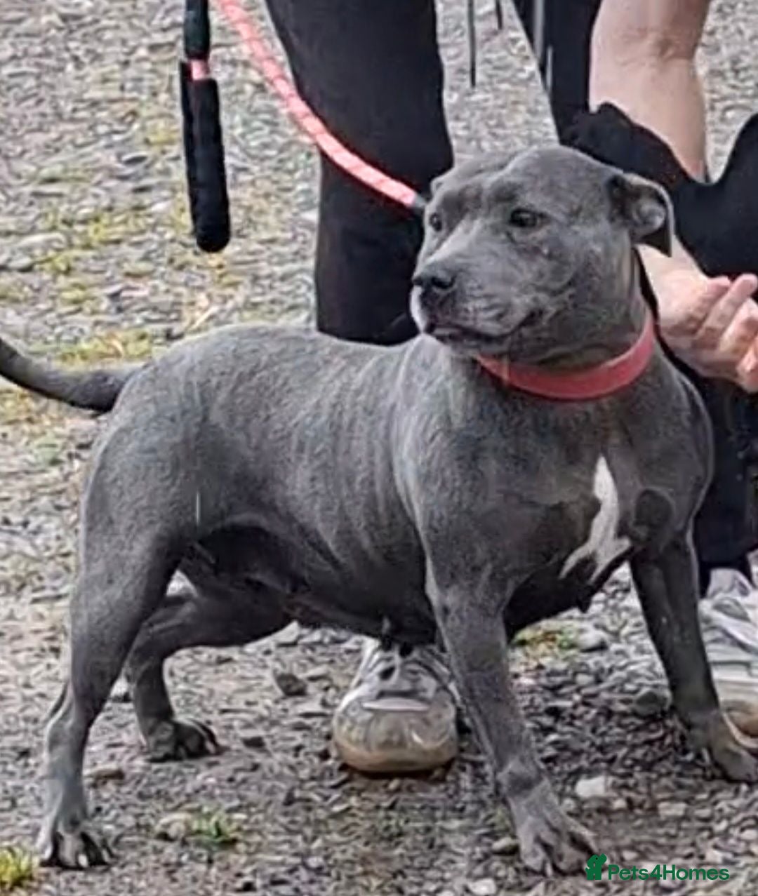Staffordshire Bull Terrier dogs Beautiful Blue Adult Staffie Girl - Advert 1