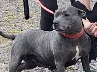 Staffordshire Bull Terrier dogs Beautiful Blue Adult Staffie Girl - Advert 18